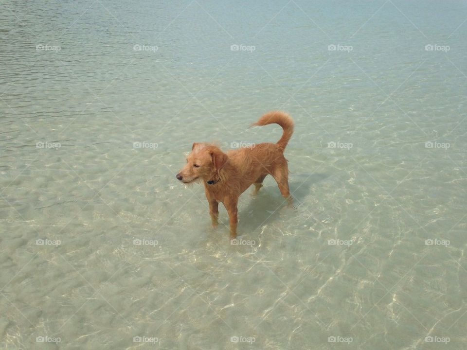 Beach dog