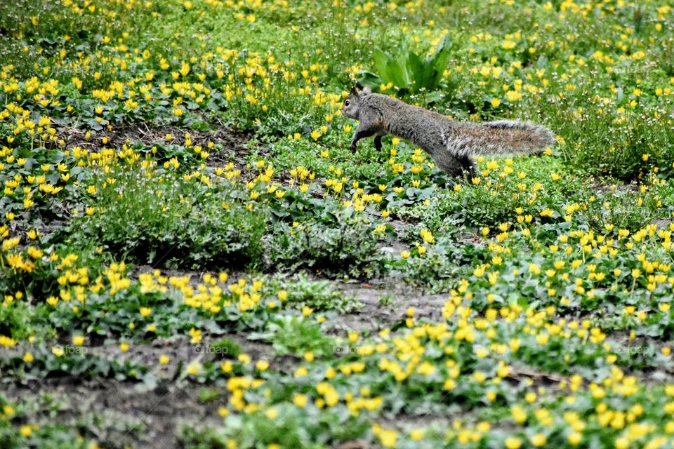 Grey squirrel prancing through field of grass and yellow flowers in early spring 