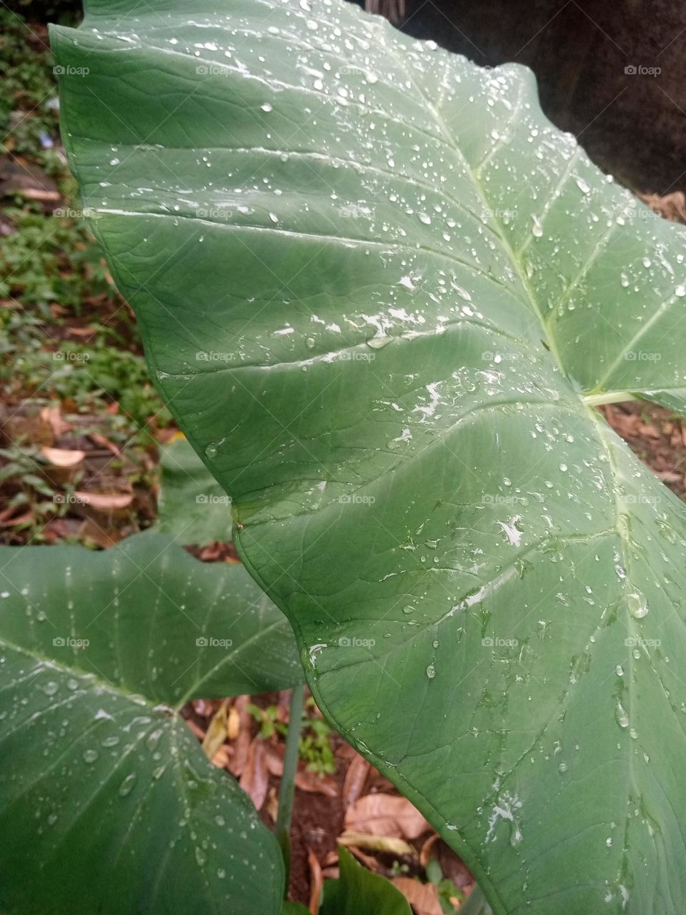 Taro leaves after rain