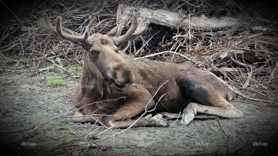 Sitting Moose