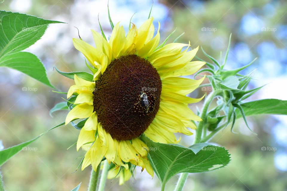 Happy sunflower and happy bee