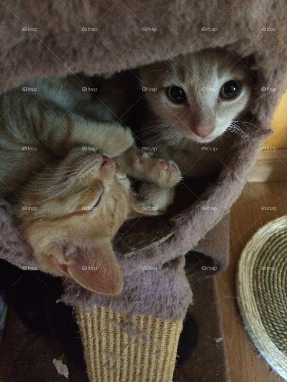 Kittens in kitten nest