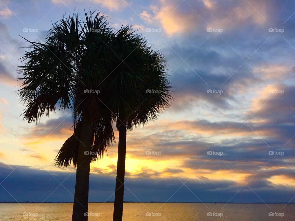 Palm trees in paradise