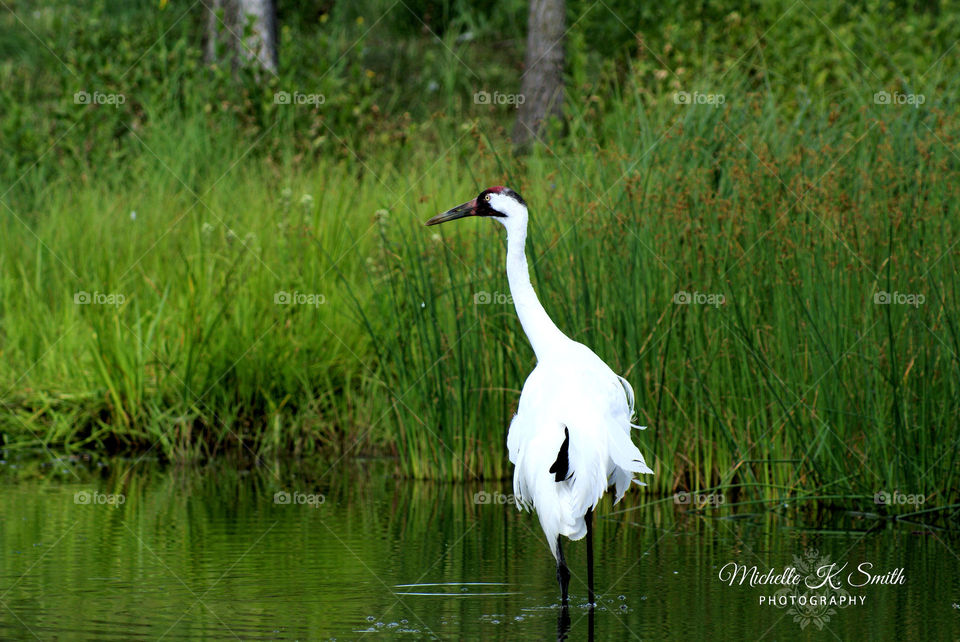 Crane in the Water at the Baraboo, Wisconsin International Crane Foundation