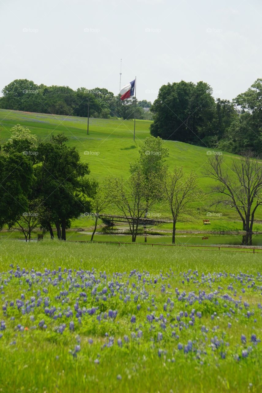 Texas Flag 