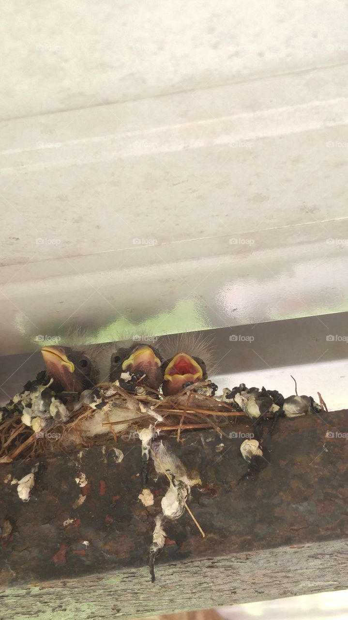 baby birds