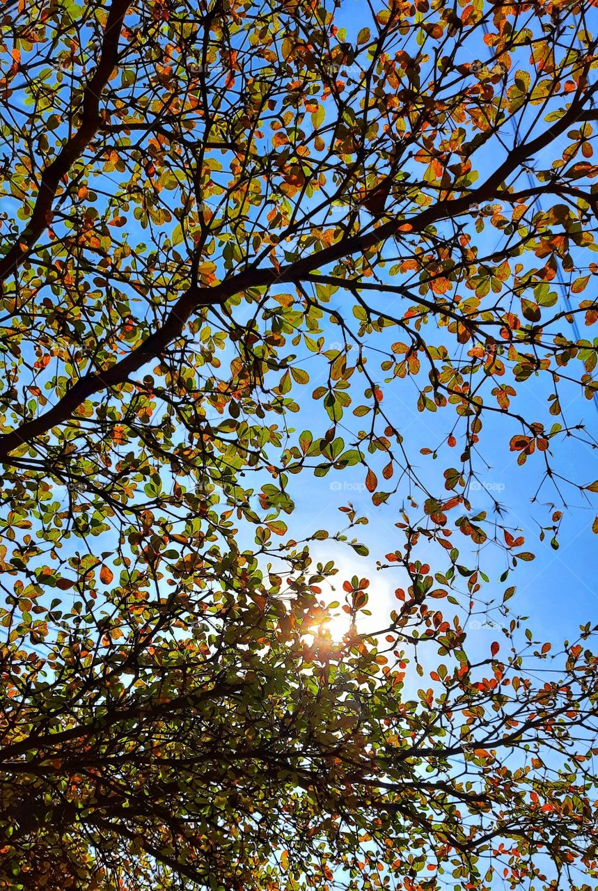 Tree in the autumn,tree,sunset,sunlight,sunshine,shining,autumn,nature,landscape,colorful,floral,dry leaves,sun,branch,season