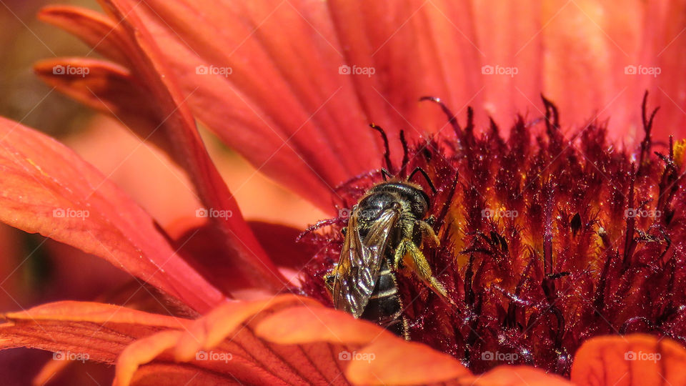 bee on flower