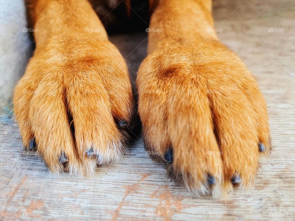 paws of german shepherd dog in the foreground