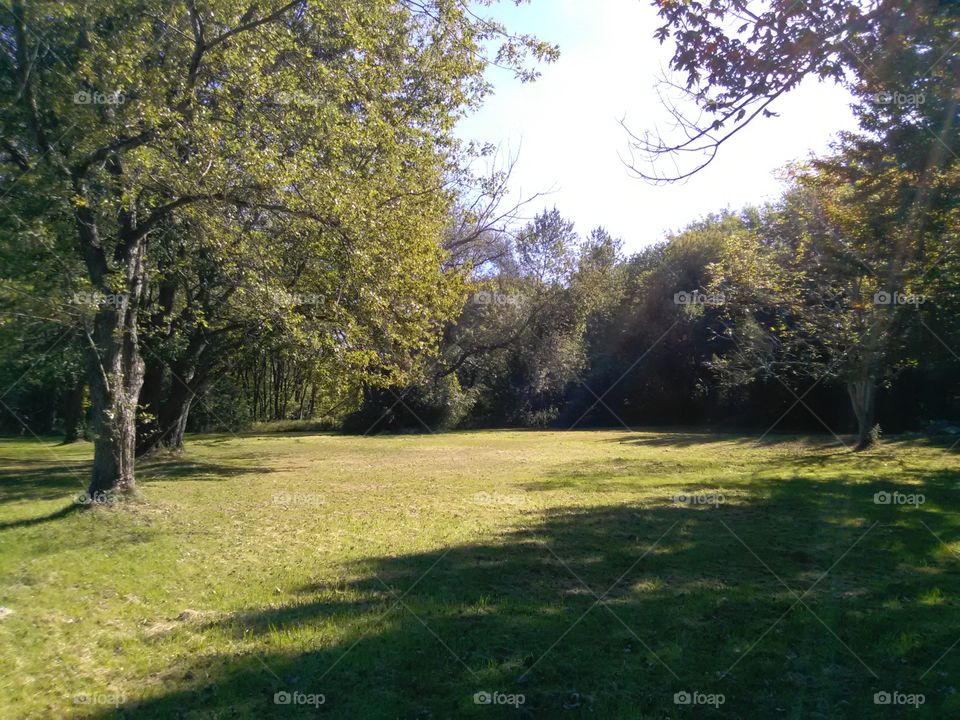 Back yard field