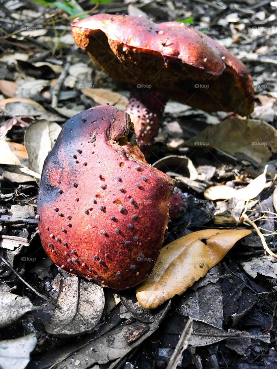 Red bolete mushrooms covered with mites. “Make Sure Your Bolete Doesn’t Stain Blue When Bruised, or have bright red or yellow pores at the bottom. “ if not they are edible.