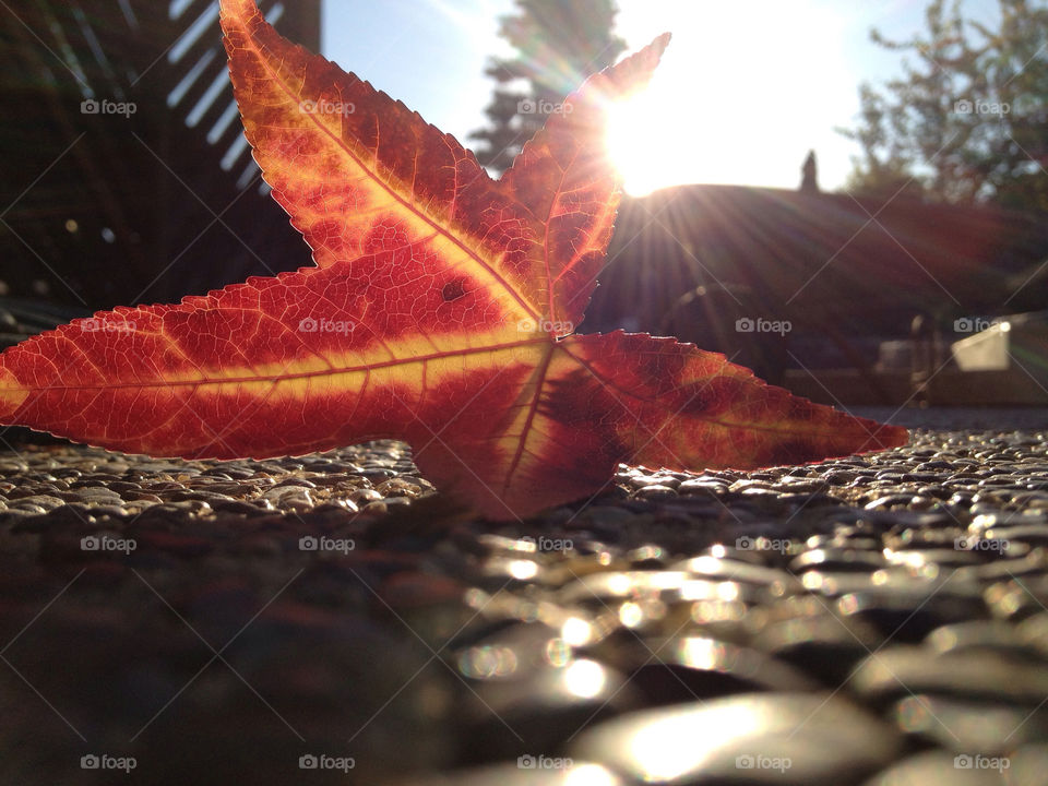 san jose california orange leaf fall by alyfromuk2us