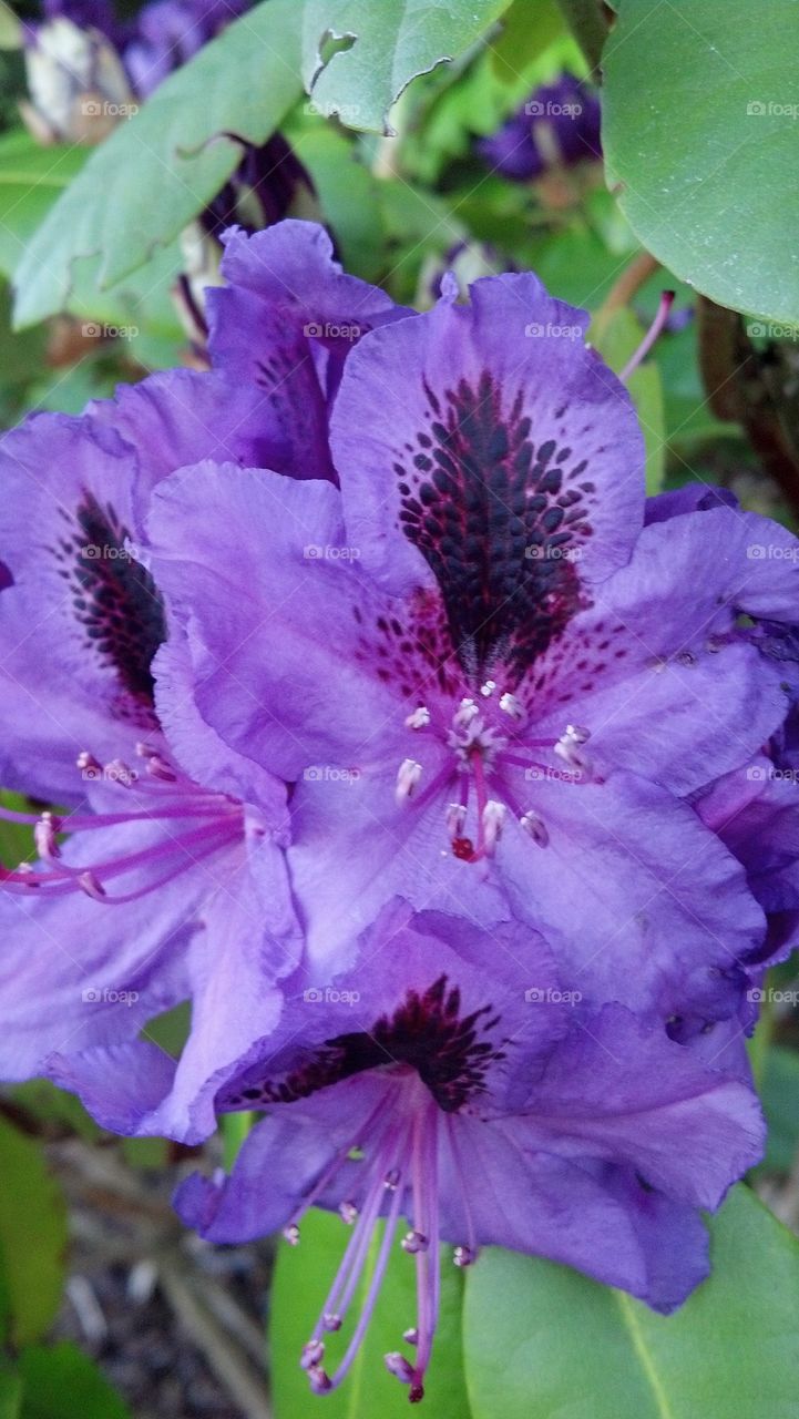 purple bloom