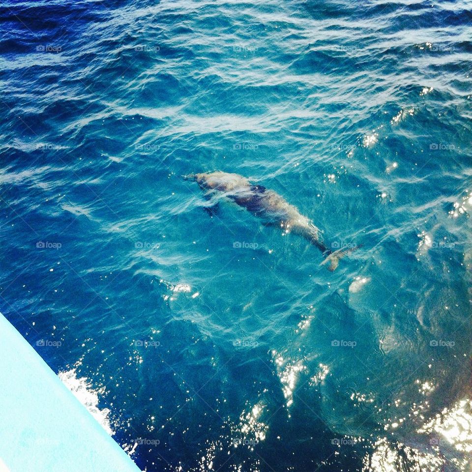 Swiping dolphin