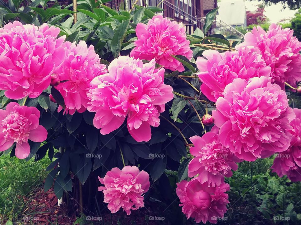 Peony at different stages of blooming