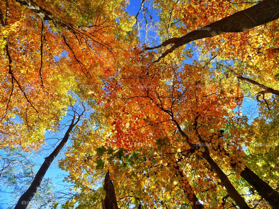 Low angle view of autumn trees