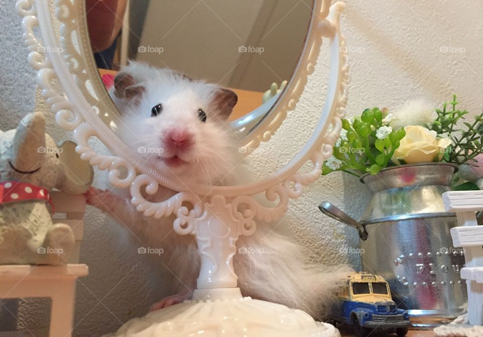 fun animals in our daily life