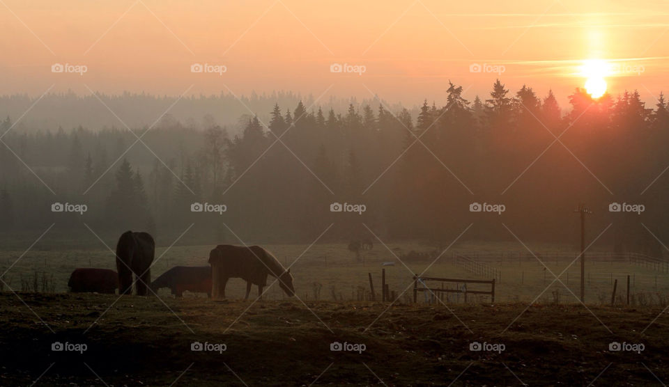 sunset trees sunrise animals by mbfoto