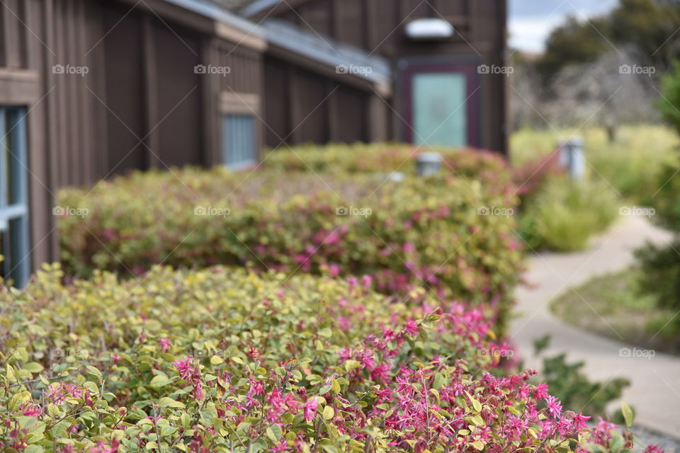 Walkway in garden