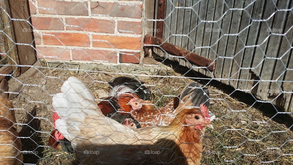 Farm, Poultry, Bird, Hen, Chicken