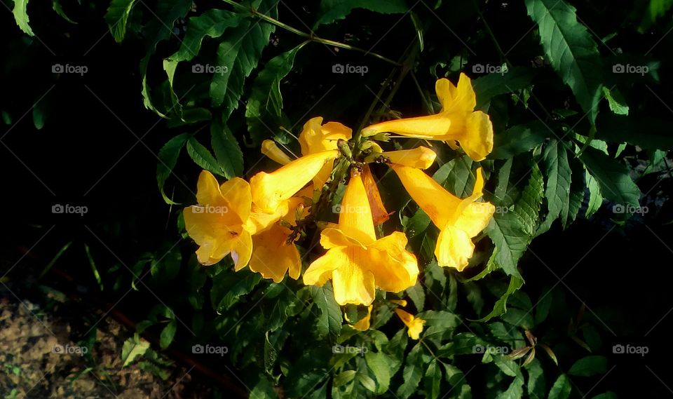 Beautiful yellow golden bell-shaped
tropical group of flower hanging in
closeup outdoors in bush with abundance of green leaves in sunny day