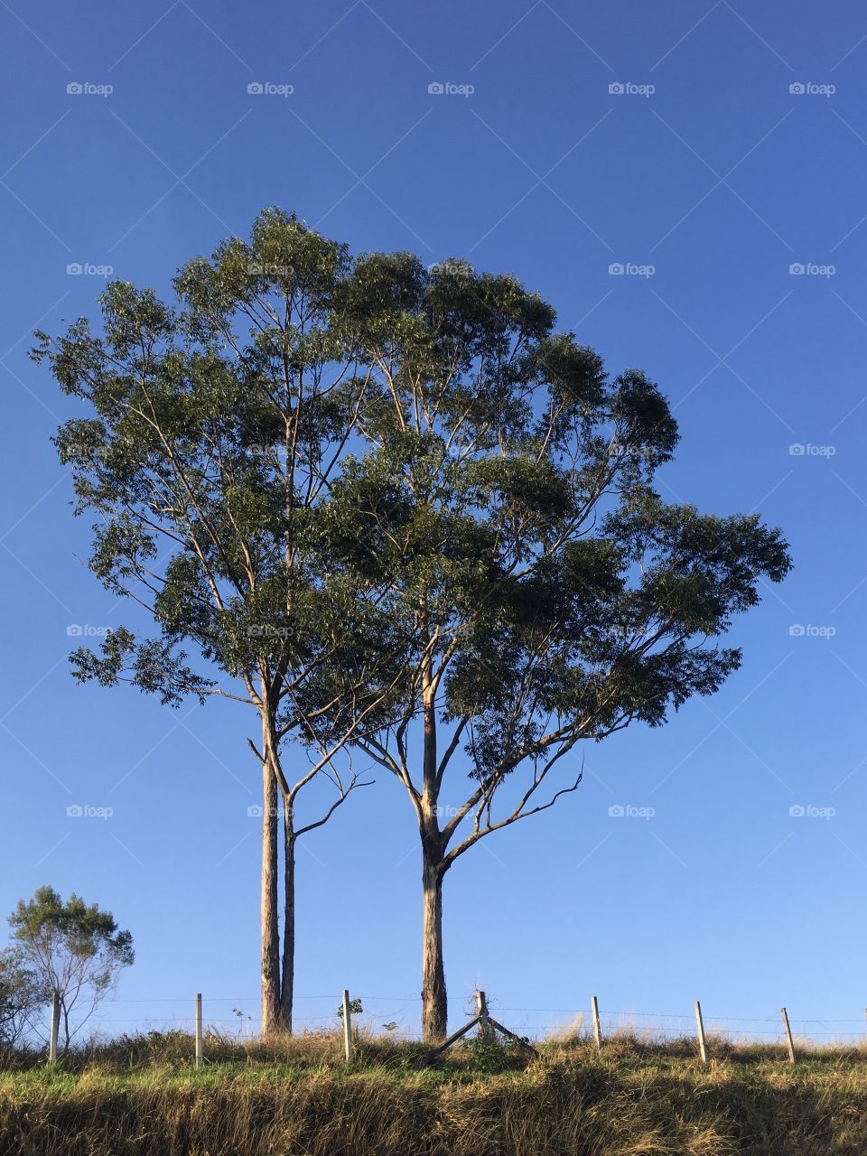 Céu azul muito bonito e com árvores encantadoras. Viva a natureza! / Very beautiful blue sky with lovely trees. Cheer the nature!