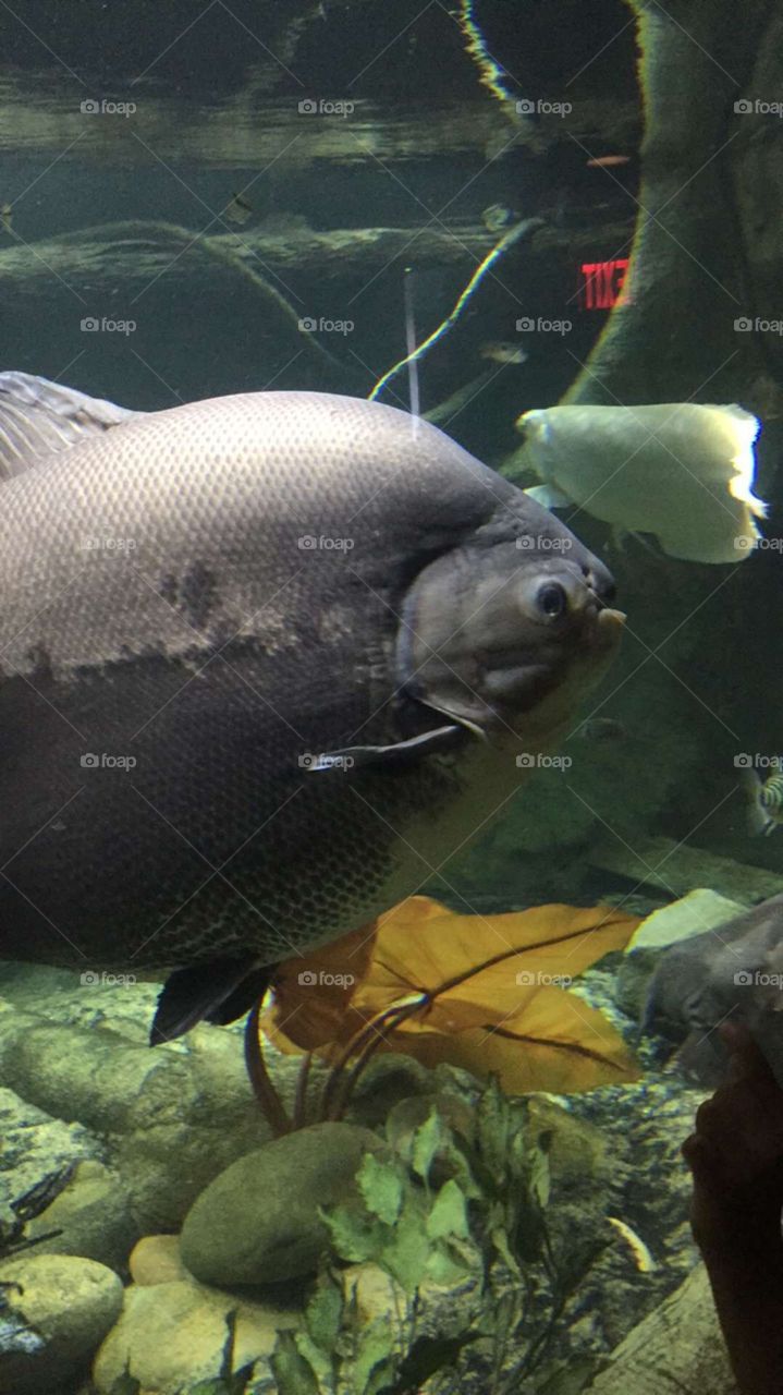 Huge pacu fish at the New York Aquarium.