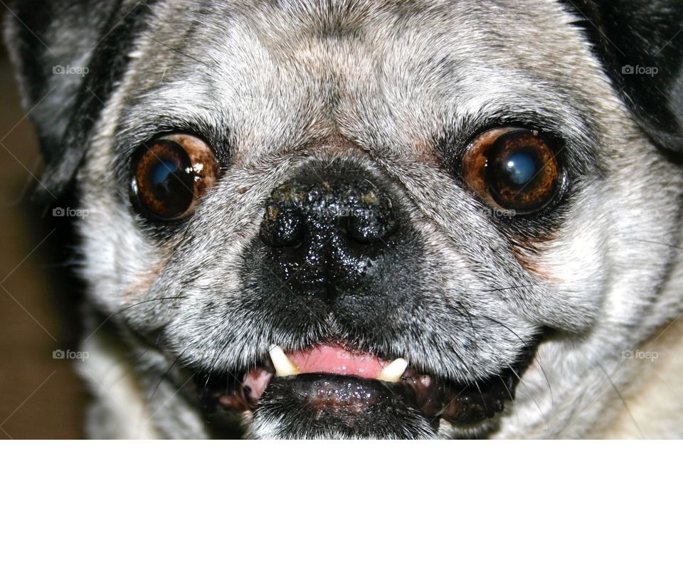 Aged Pug "Roxy". Aged Pug Dog, Face Shot