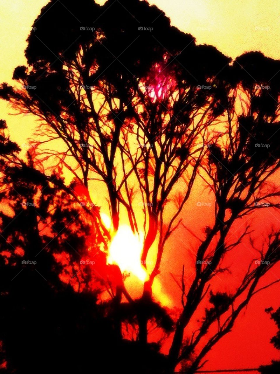 Sydney bushfires oct 2013