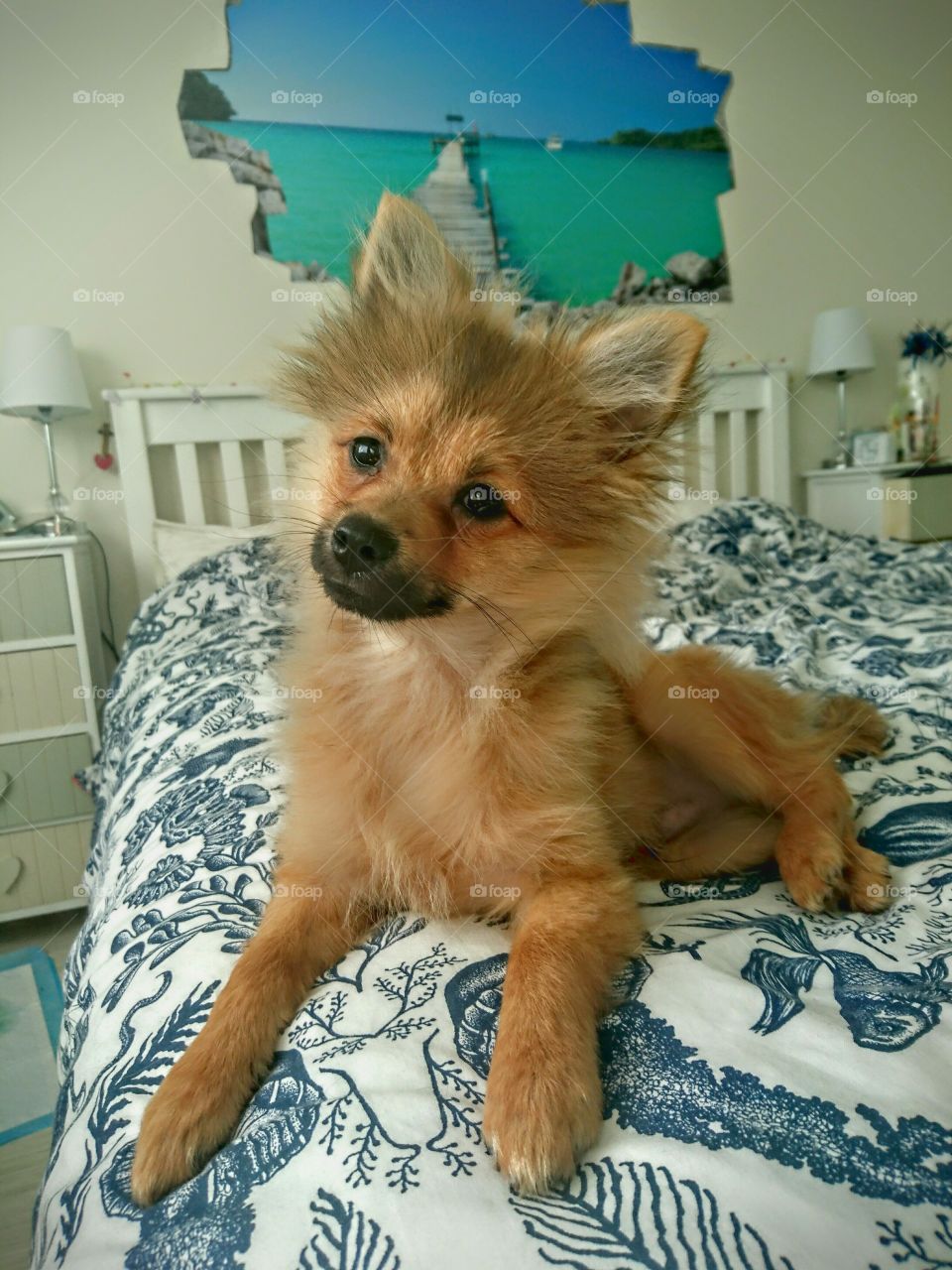 Brown dog resting on bed