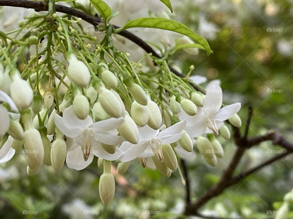 Nature, Leaf, No Person, Outdoors, Flora