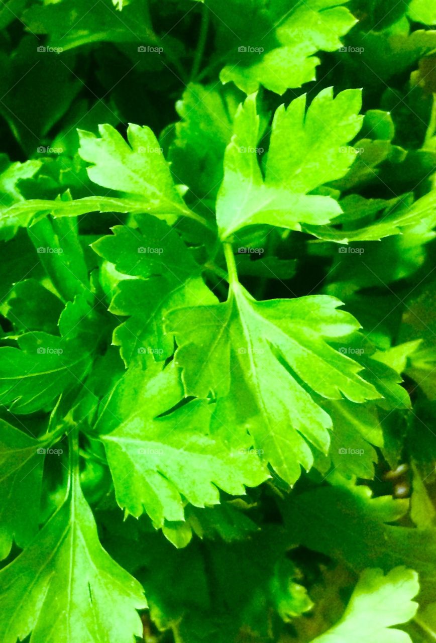 Fresh parsley leaves 