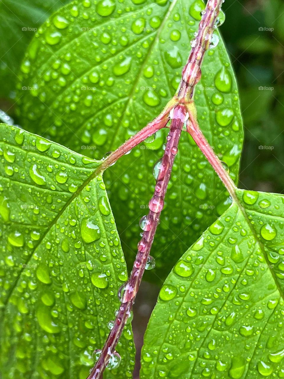 Close up macro of bright green wet plant leaves on the thin twig with rain water drops