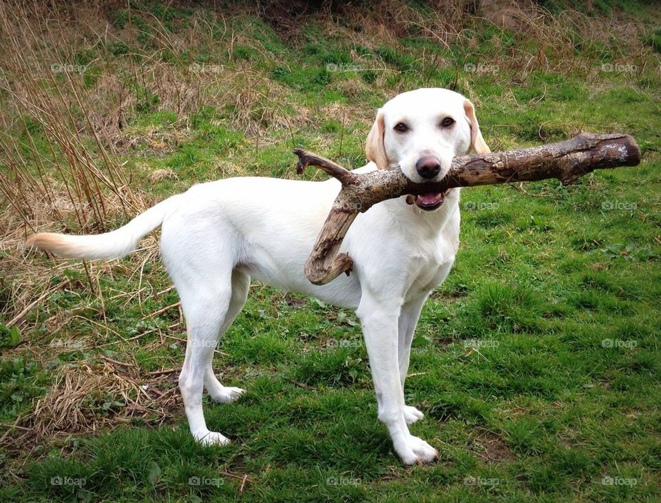 That's a big stick! 