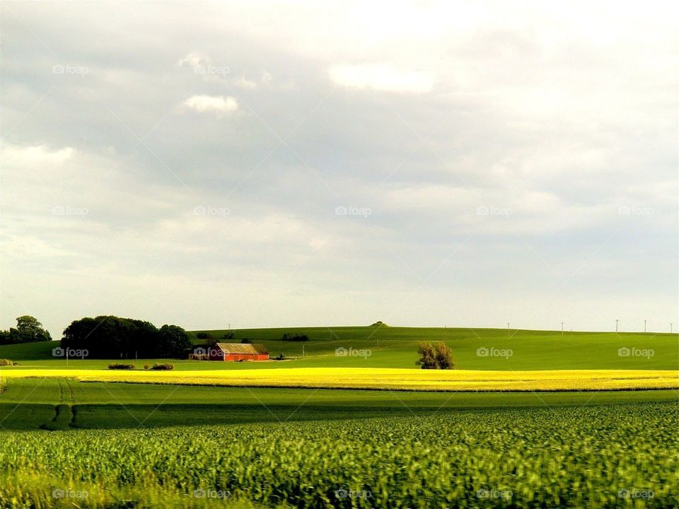 Sunset on a field