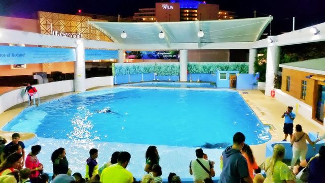 river creature atlantic child activity portrait beach fun coral natural family happy vacation dolphins playful island friendly animals fauna scuba landscape dolphin pod pool paradise travel snorkeling aqua view tourism flipper adventure undersea natu