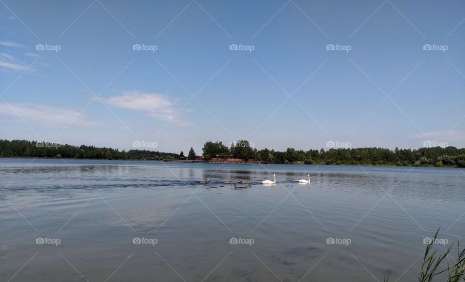 swans family on a lake summer landscape blue sky background