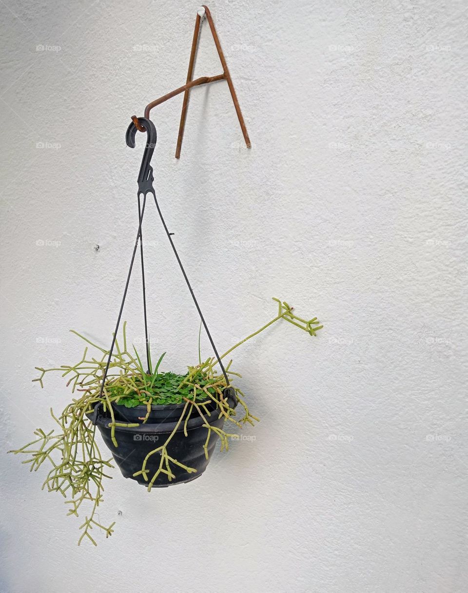 Hanging plant