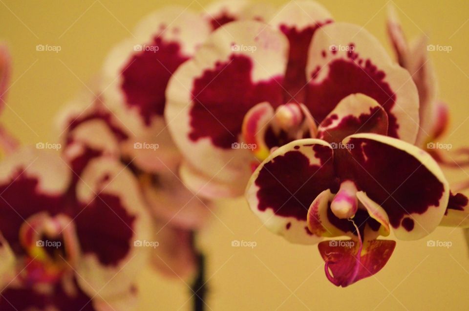 Wild Orchid 2. Birthday gift