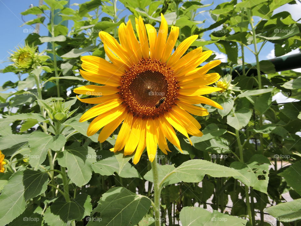 Sunflower with bee