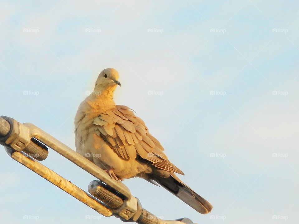 A bird sits on a wire cable attached to a tent above a bridge at Cranes Roost Park in Altamonte Springs, Florida.