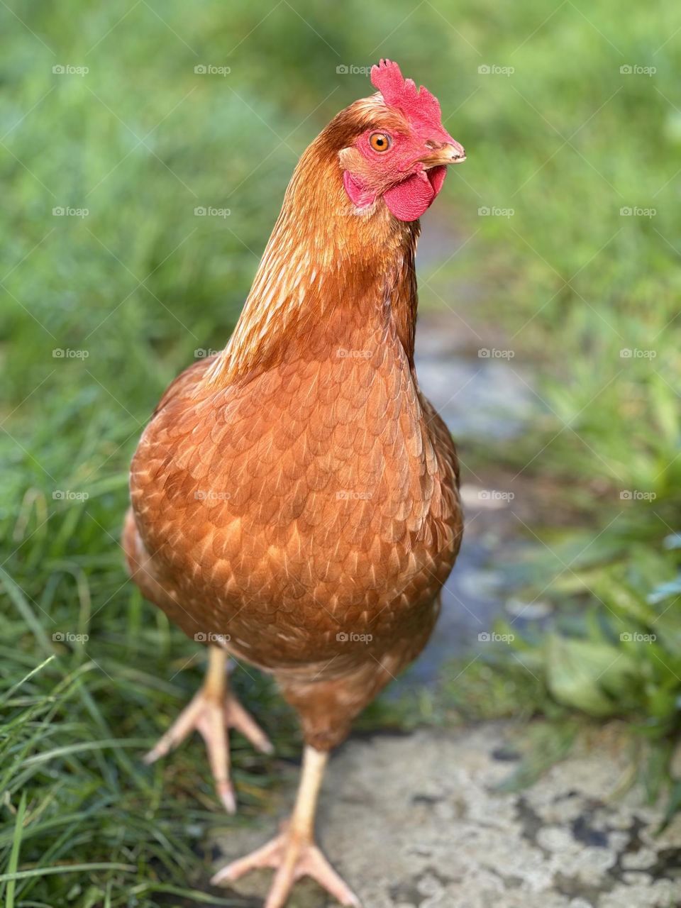 Hen