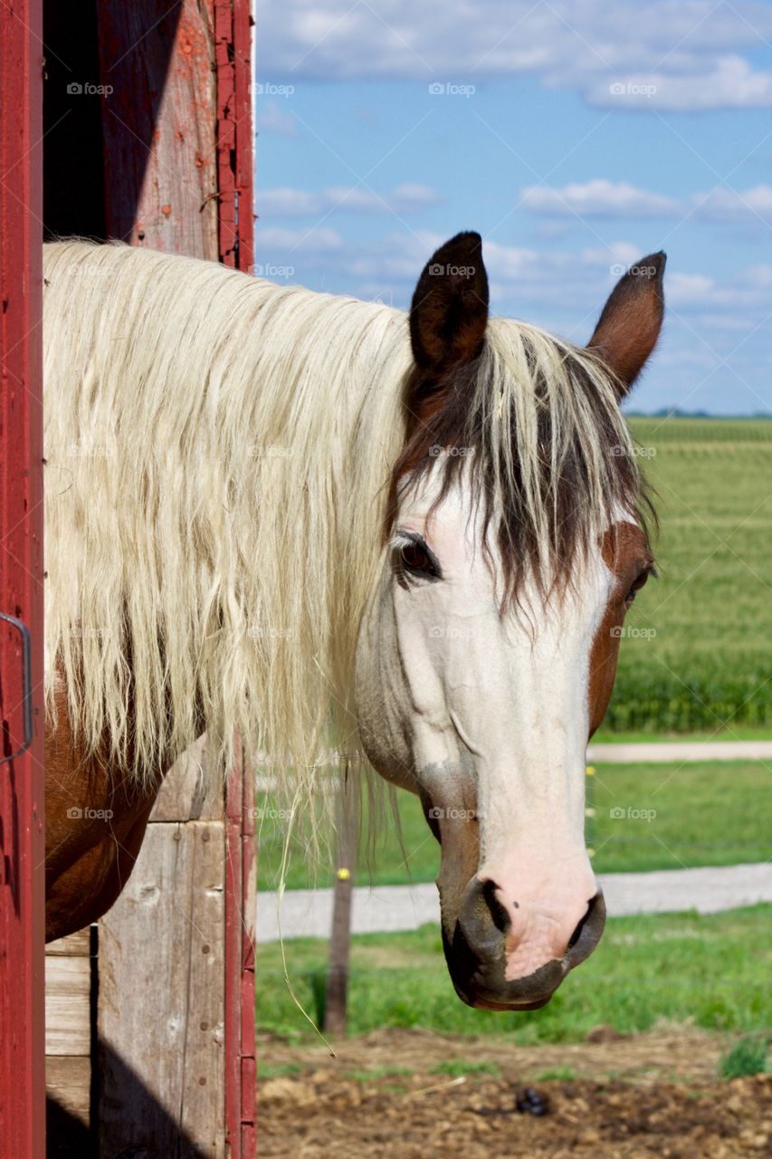 Summer Pets - closeup of a horse exiting a barn against a blurred cornfield background