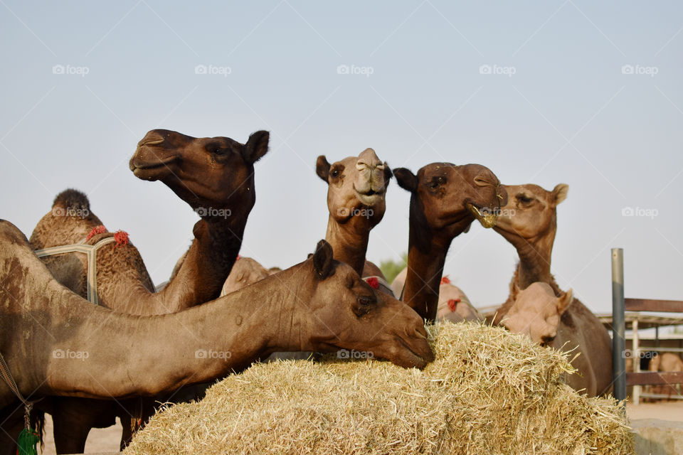 Camels are indeed bigger than horses, its my first time to see one. They're friendly with tourist and they eat nonstop.