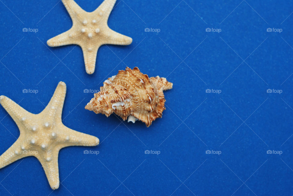 Summer background. Starfish and shells over blue background.