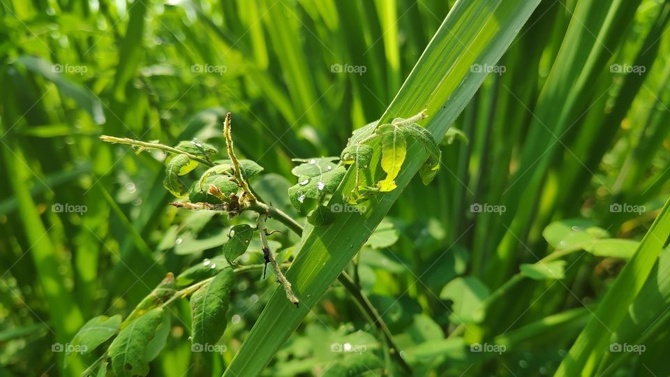 morning dew with beautiful green leaves