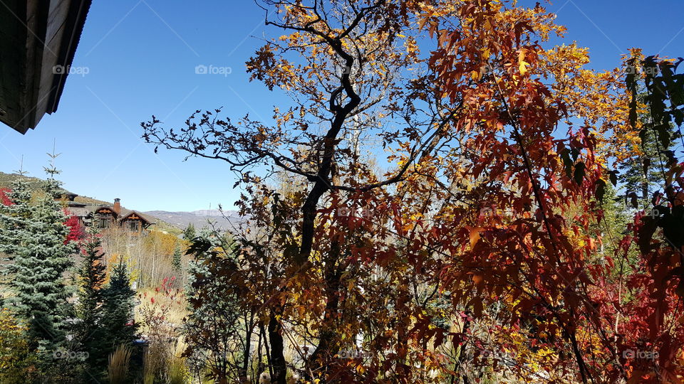 Utah Fall