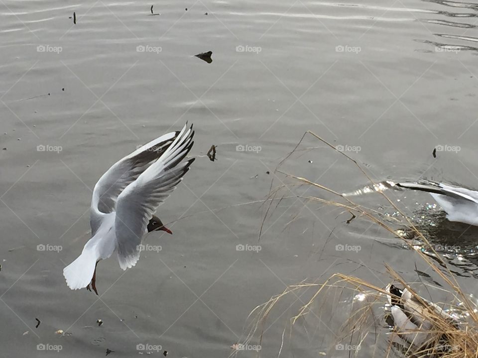 High angle view of bird flying over the lake