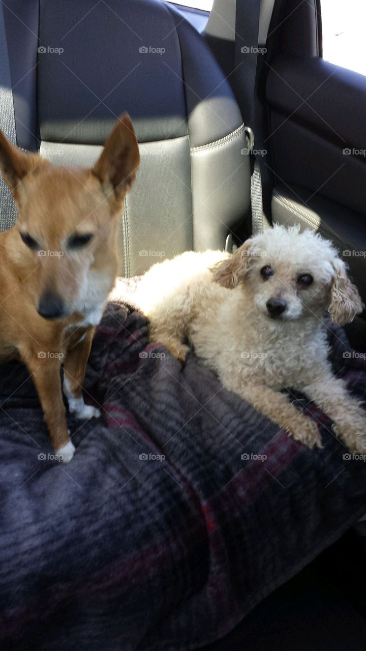 Two dogs in car back seat ready to go for a ride. Looking at camera with anticipation🐾