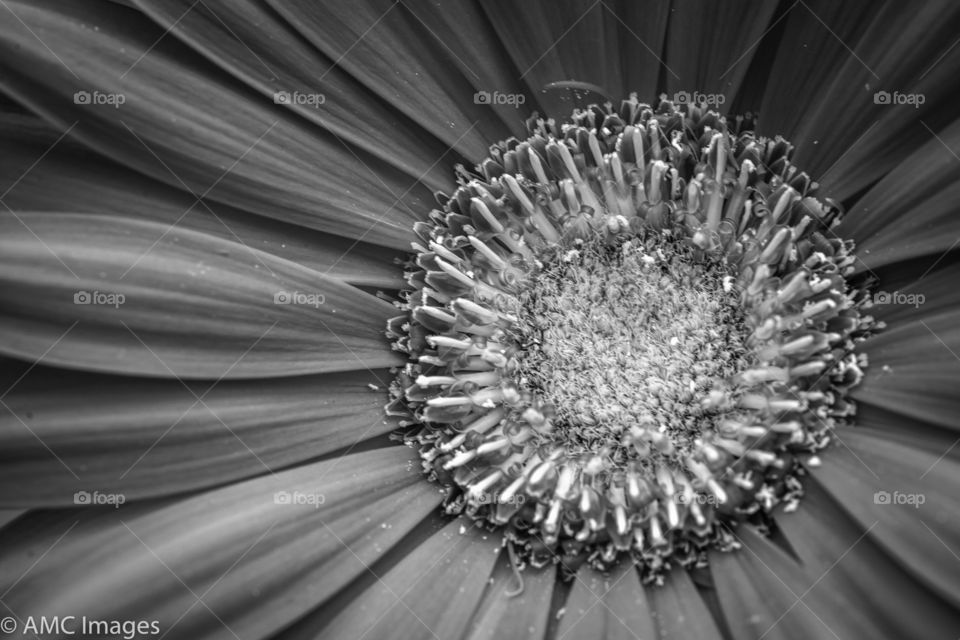 Macro of Gerber Daisy shot in black and white